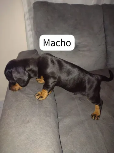 Salsichinhas