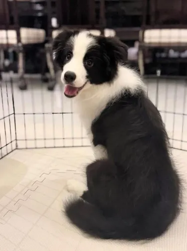 Filhotes de Border Collie | Filhotinhos com muita doçura!