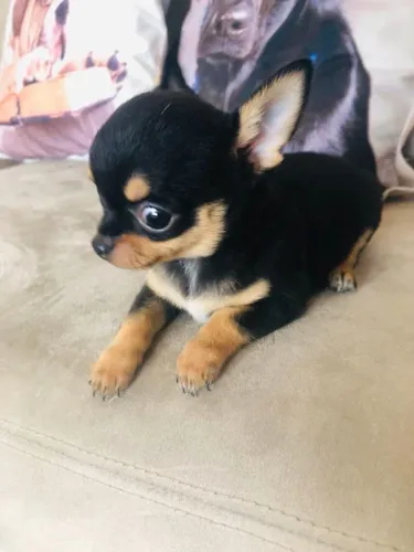 Filhotes de chihuahua vacinados e Vermifugados.