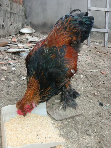 Galo Brahma