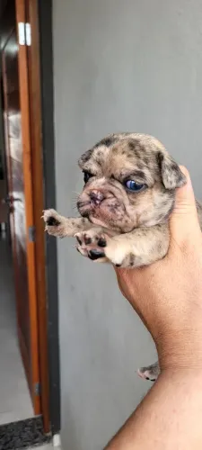 Vendo bulldog exotic femea