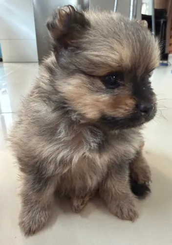 Fêmea - Lulu da Pomerânia Anão 