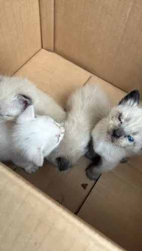 Gatinhos para adoção