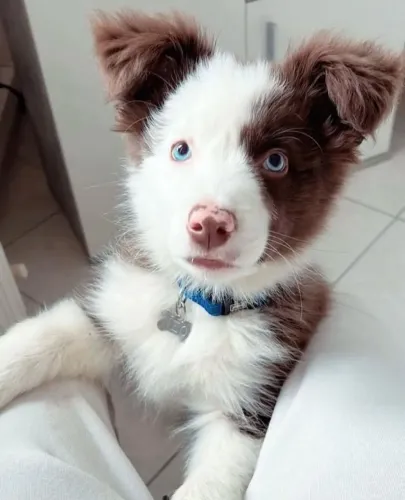 Filhotes de Border Collie | Um companheiro cheio de carinho