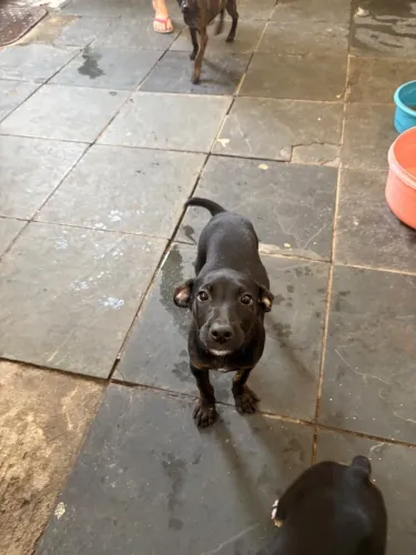 Cachorros para adoção 