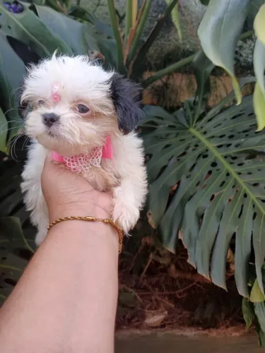 Lhasa apso