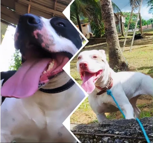 Filhotes de Pitbull com american bully