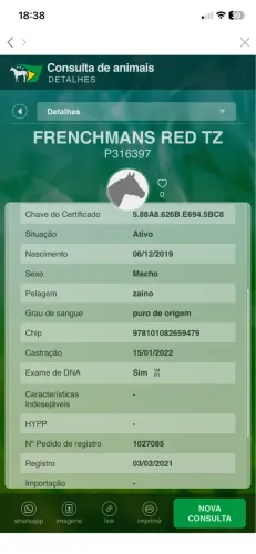 Vendo Cavalo QM PO