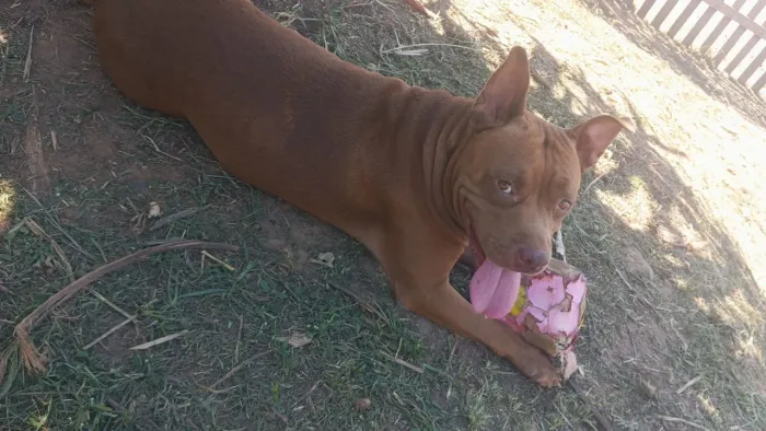 Doando essa Pitbull 