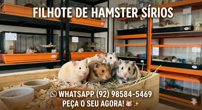 Hamster sírios , peça já o seu !