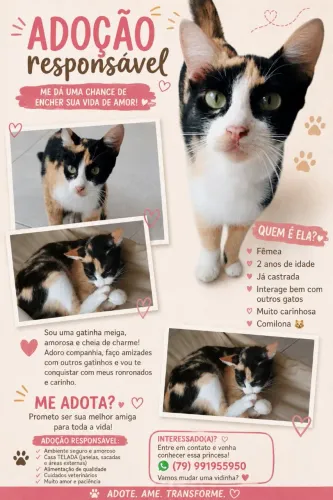 Gata adoção responsável