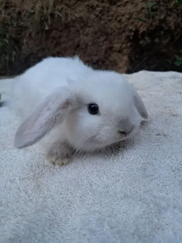 COELHO MINI LOP URUGUAIO