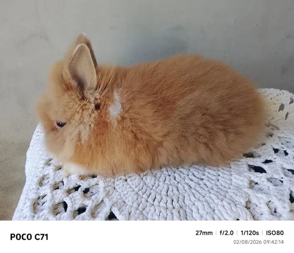 Coelho mini Lion