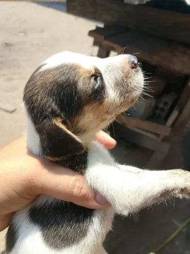 Cachorro a venda mestiço pai americano e mãe Billy com petibu 