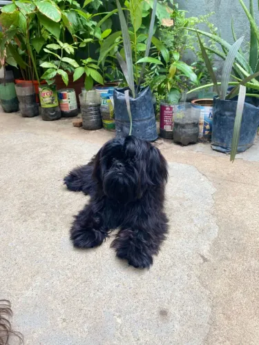 cachorro shih tzu
