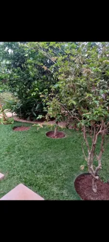 Manutenção de jardim