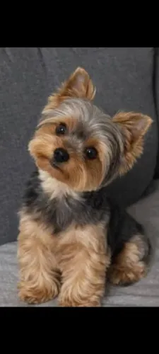 Yorkshireterrier