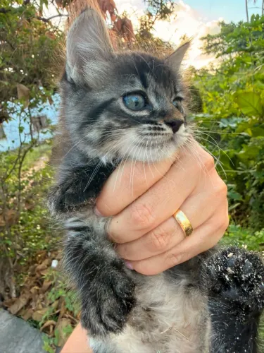 Gatos para adoção família mãe e dois filhotes