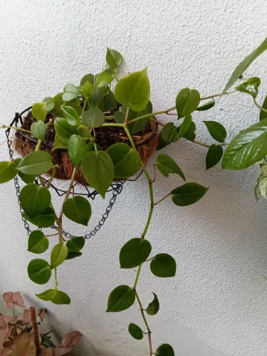 Vendo plantas naturais 