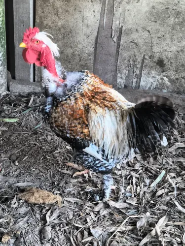 Torro galo pescoço pelalodo Brama gsb