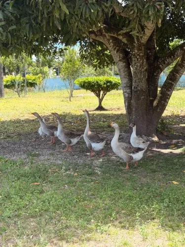 Gansos sinaleiros a venda, macho e fêmea