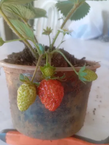 Plantas 