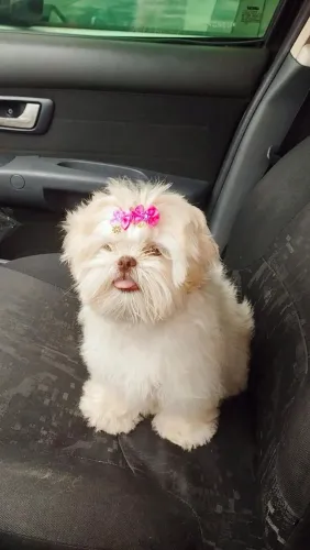 Cachorrinha