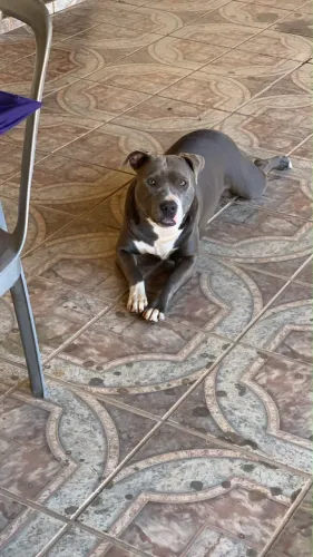 Vendo um cachorro da raça pitbull