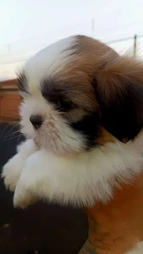 Vende se Filhote de Shih tzu macho 