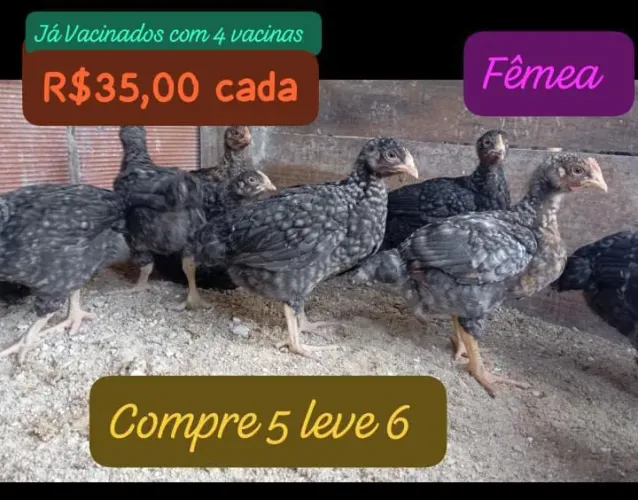 Galinha