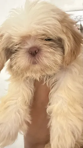 Filhote micro de shitzu macho,2 meses