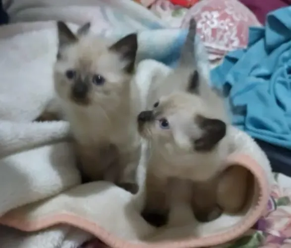 Promoção filhotes de gato siamês 