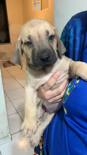 Fila Brasileiro