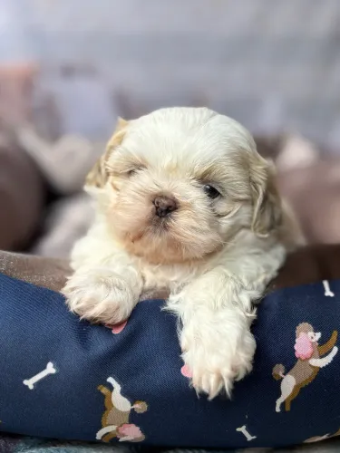 Filhote de shih tzu macho branco