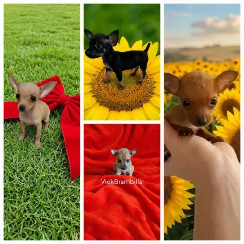 Feminha e machinho filhotinhos de pinscher miniatura zerinho disponíveis.  Pronta entrega 