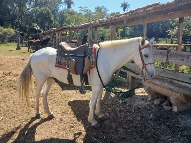 Cavalo dócil