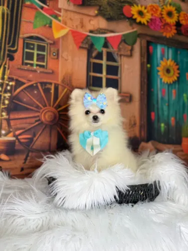 Spitz alemão macho