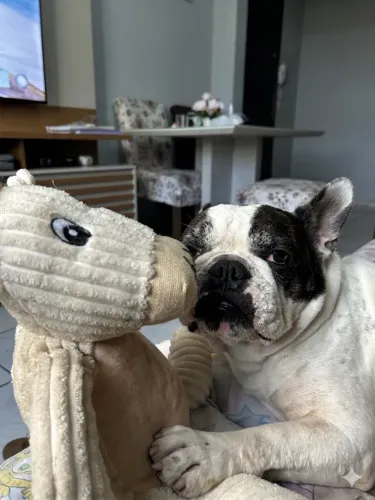 Buldogue francês procura namorada para cruzamento