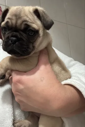 Filhote de Pug macho 