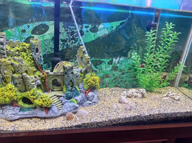 Aquario