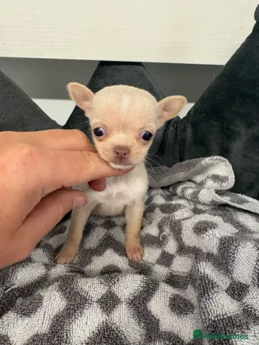 Bebezinho carinhoso e delicado Chihuahua
