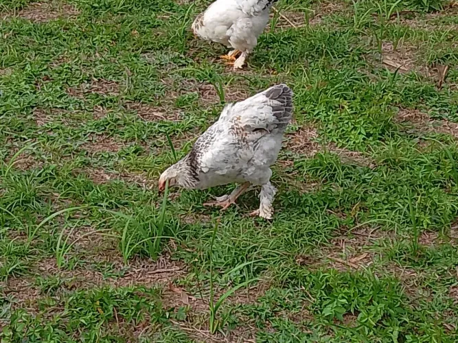 Franguinhos Brahma 