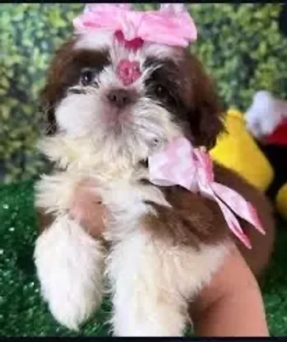 Queridinha filhote de Shih tzu fêmea olhos verdes!