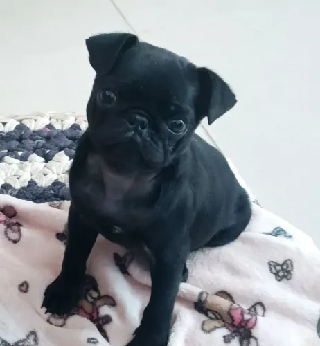 Pug fêmea