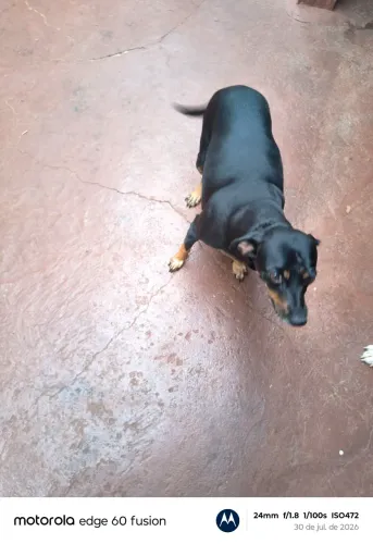 Cachorro ? doação.