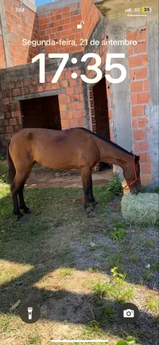 ÉGUA MANSA