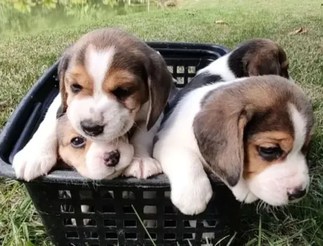 Beagle Um cachorrinho pronto para um novo lar