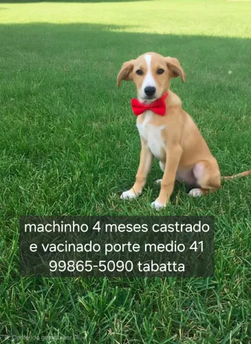 Filhotes castrados para adocao 