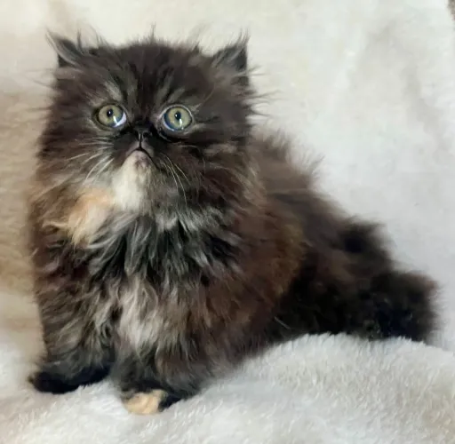 Gato persa - sua bola de pelo 