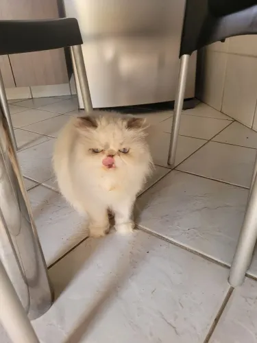 Gata persa pura c olhos azuis c 4 anos em plena saúde, muito dócil e carinhosa, castrada